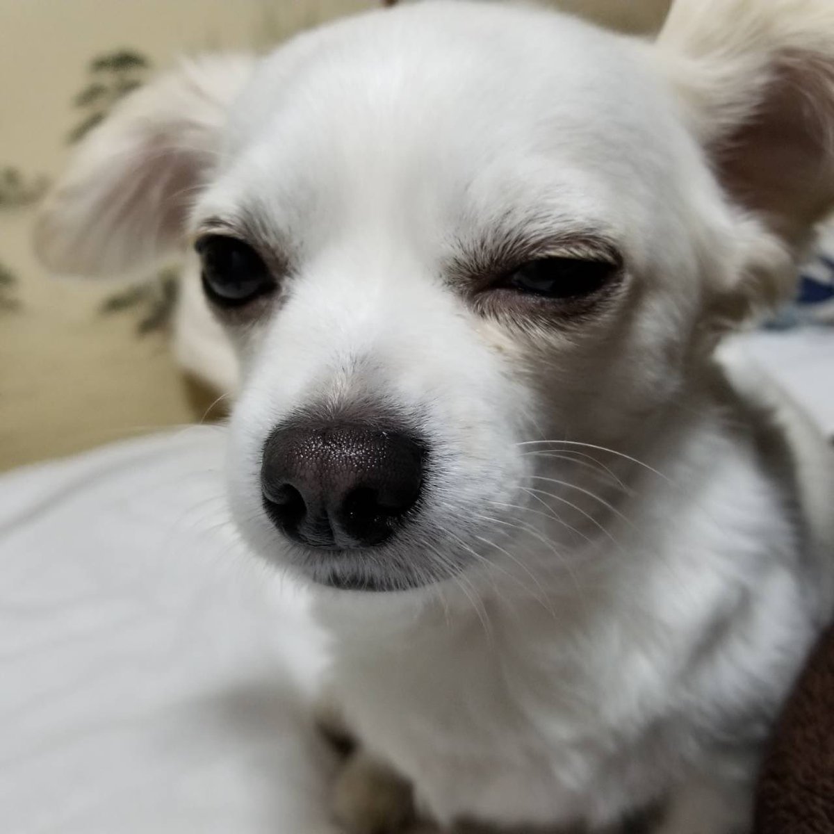 comcomcomg's tweet image. もうちょっとで おとうと生まれる？
ぼくは かいぬしと一緒が いいな
でも夜はねたし おトイレもできた！