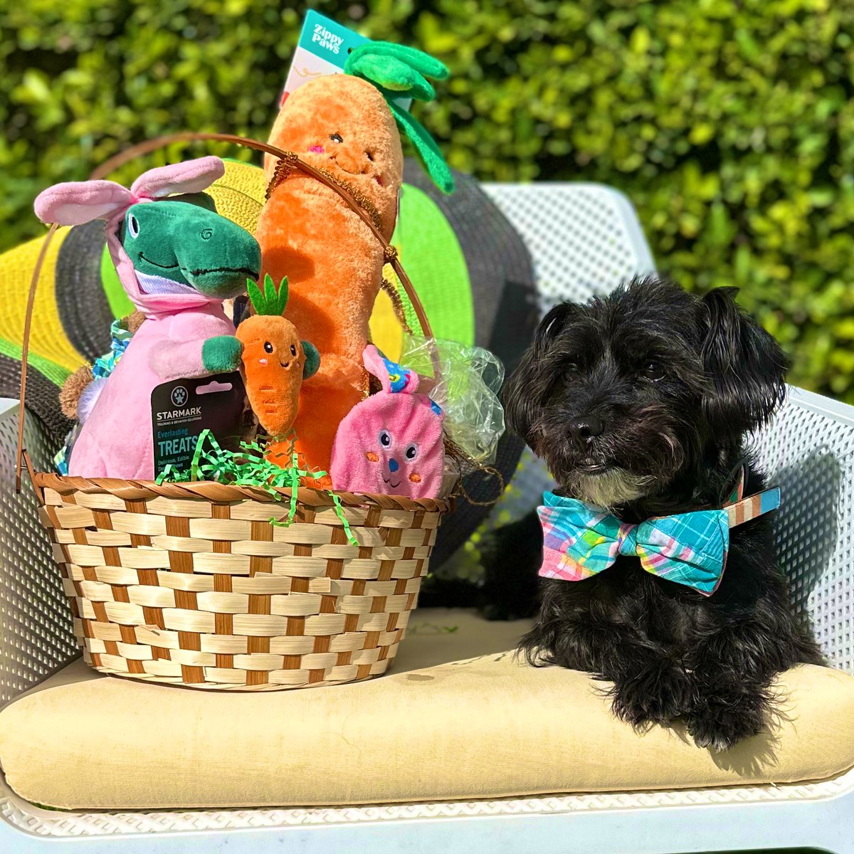 keirbjones's tweet photo. Cooper and I wish you and yours a Happy Easter 🐣 https://t.co/qu1h5rk5Ai