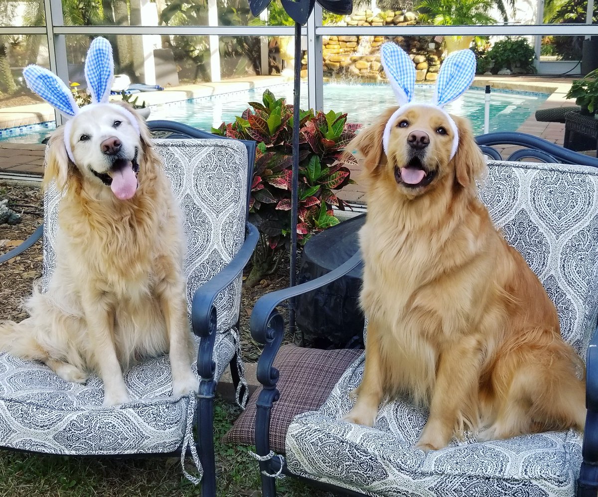 RobinWallonTV's tweet photo. Some bunnies love you!🐾🐰 Happy Easter everyone!
#GoldenRetriever #bunnies #EasterBunny #Easter https://t.co/Rs6jPcUWTv