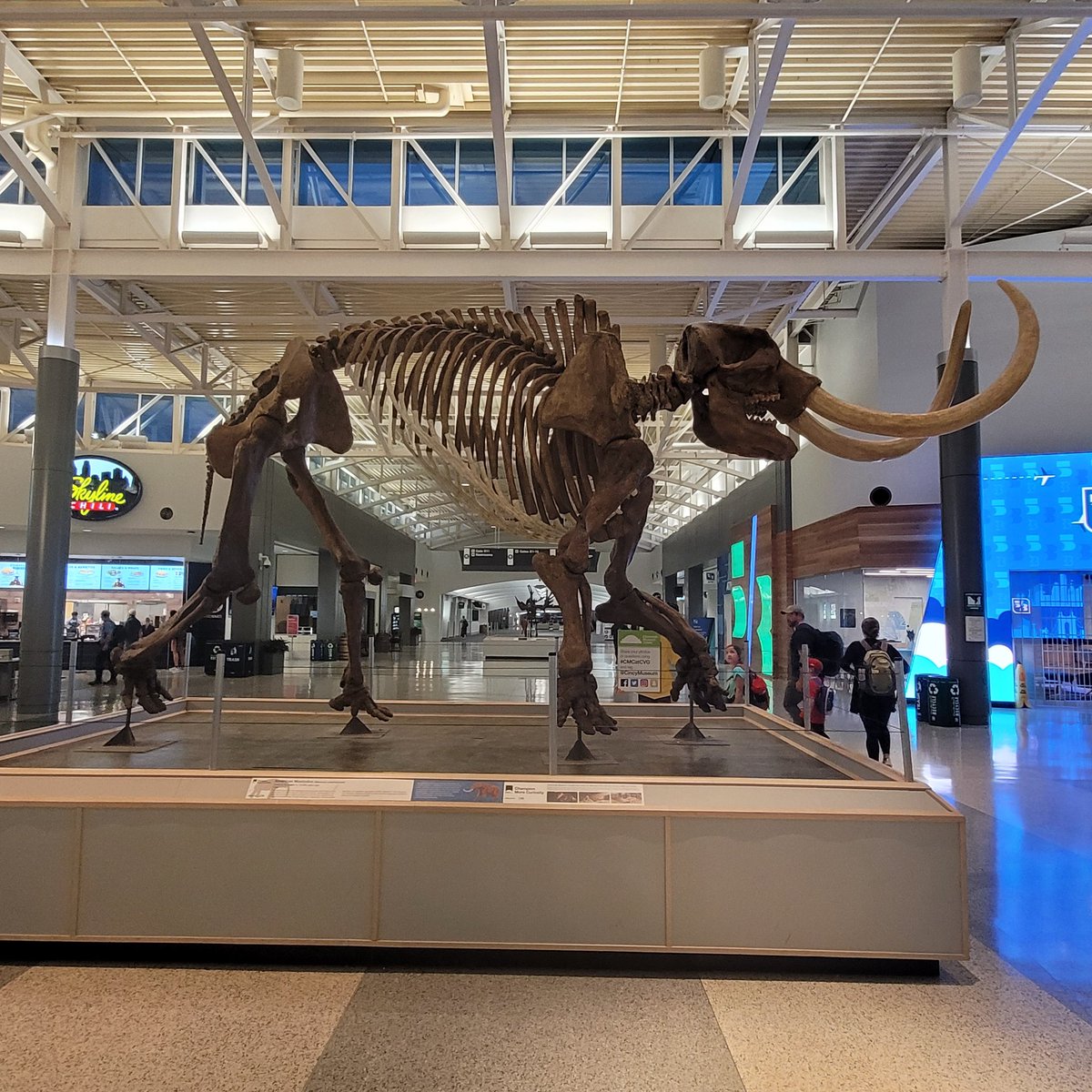 billeecox's tweet photo. Can't wait #tosee the #geneticresurrection of the #woolymammoth in #3years finally #something to #livefor https://t.co/5FL5jlK9bZ