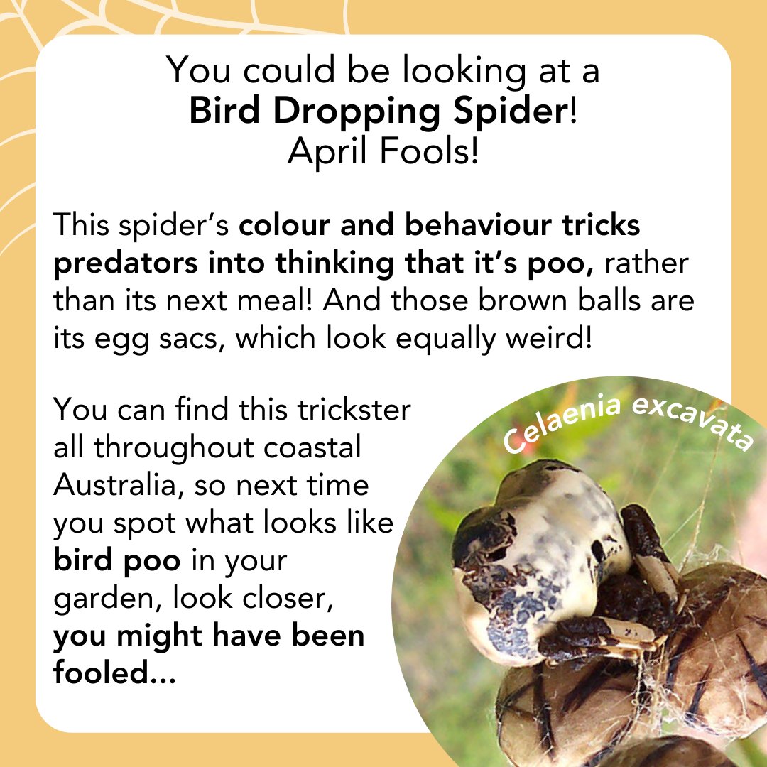 Is that bird poop in your garden? Try to look a bit closer…the Bird Dropping Spider is the perfect invert to feature this April Fool’s Day! Appearances aren’t always what they seem. Follow us for more invertebrate content! #ozinverts #AprilFoolsDay #spiders Image Credit: Fir0002