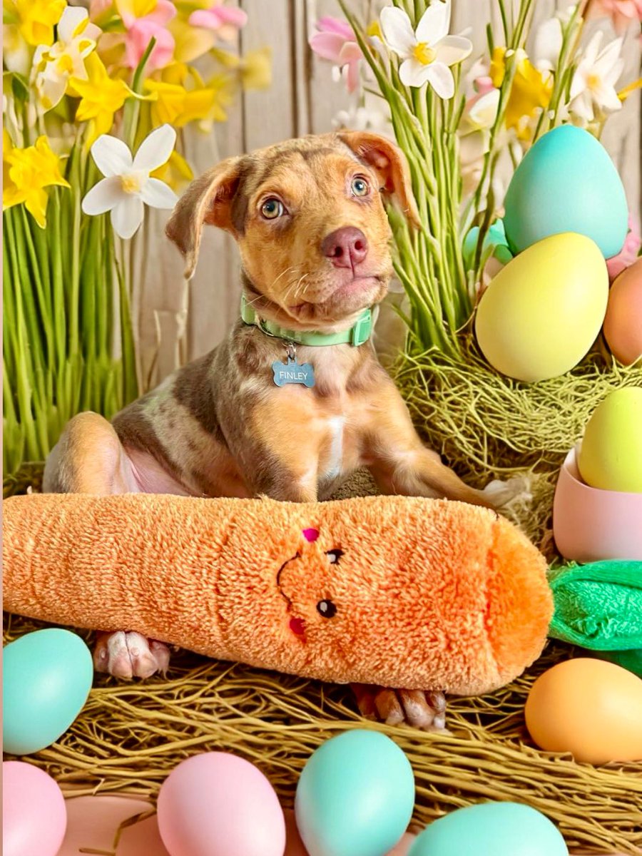 Happy Easter! I had a great day & hope you did too! 🧵 
#DogsTwitter #HappyEaster