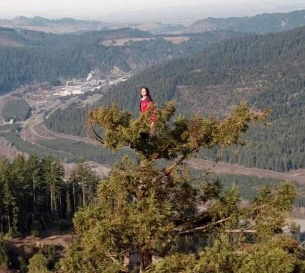 One of my heroes. Julia Hill climbed a 1500-year-old redwood and didn’t come down for 738 days. From Dec 1997 to Dec 1999, she lived in the canopy of a giant 1500 year old redwood tree named Luna. She ended her revolutionary action when an agreement was made with Pacific Lumber
