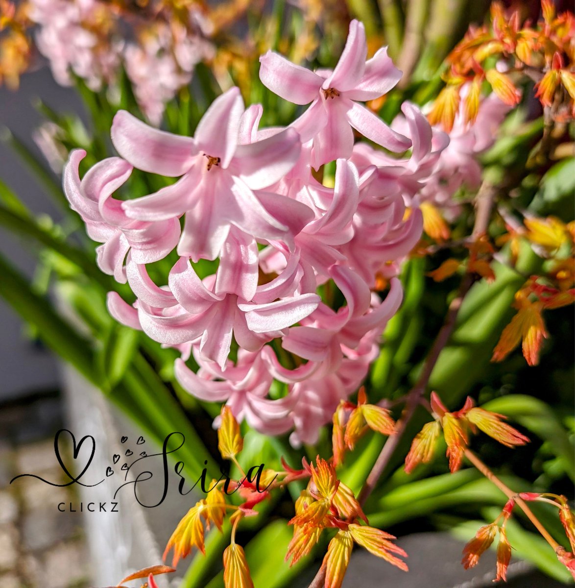 sri_aru's tweet photo. βTry not to become a man of success. Rather become a man of value.β β Albert Einstein
Have a good start to the week.
Stay safe and healthy and happy.
#mondaymotivation #weekbegins #flowerpower #photooftheday #shotonpixel8 #teampixel #photography #hobby #srira_clickz https://t.co/AgCwBUsk6Q