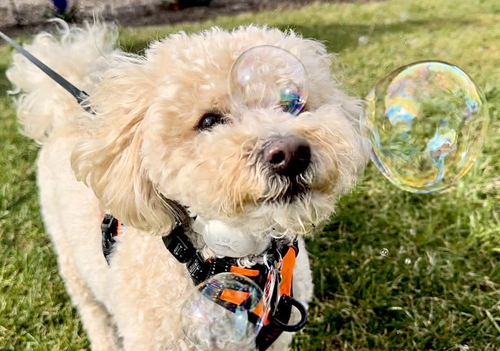 MJMahonpj's tweet photo. Wicket discovered bubbles, had his own egg hunt and got a giant ball. Topped the holiday off with a snuggle and a new bone. https://t.co/6czNrK6Opc