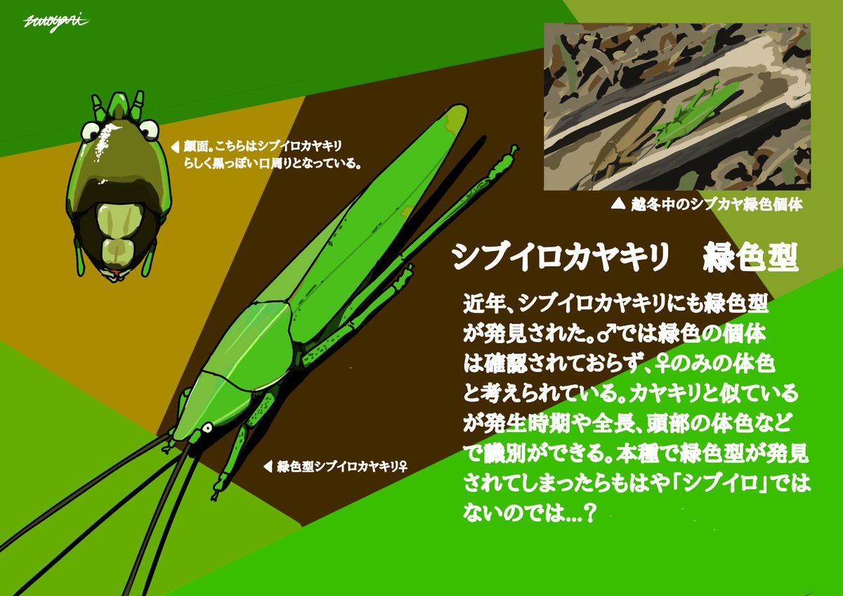 zutogari's tweet photo. シブ��ロカヤキリ緑色型について

#4月1日
#シブイロカヤキリ
#直翅
#むしの絵 https://t.co/9s2CllmIrh