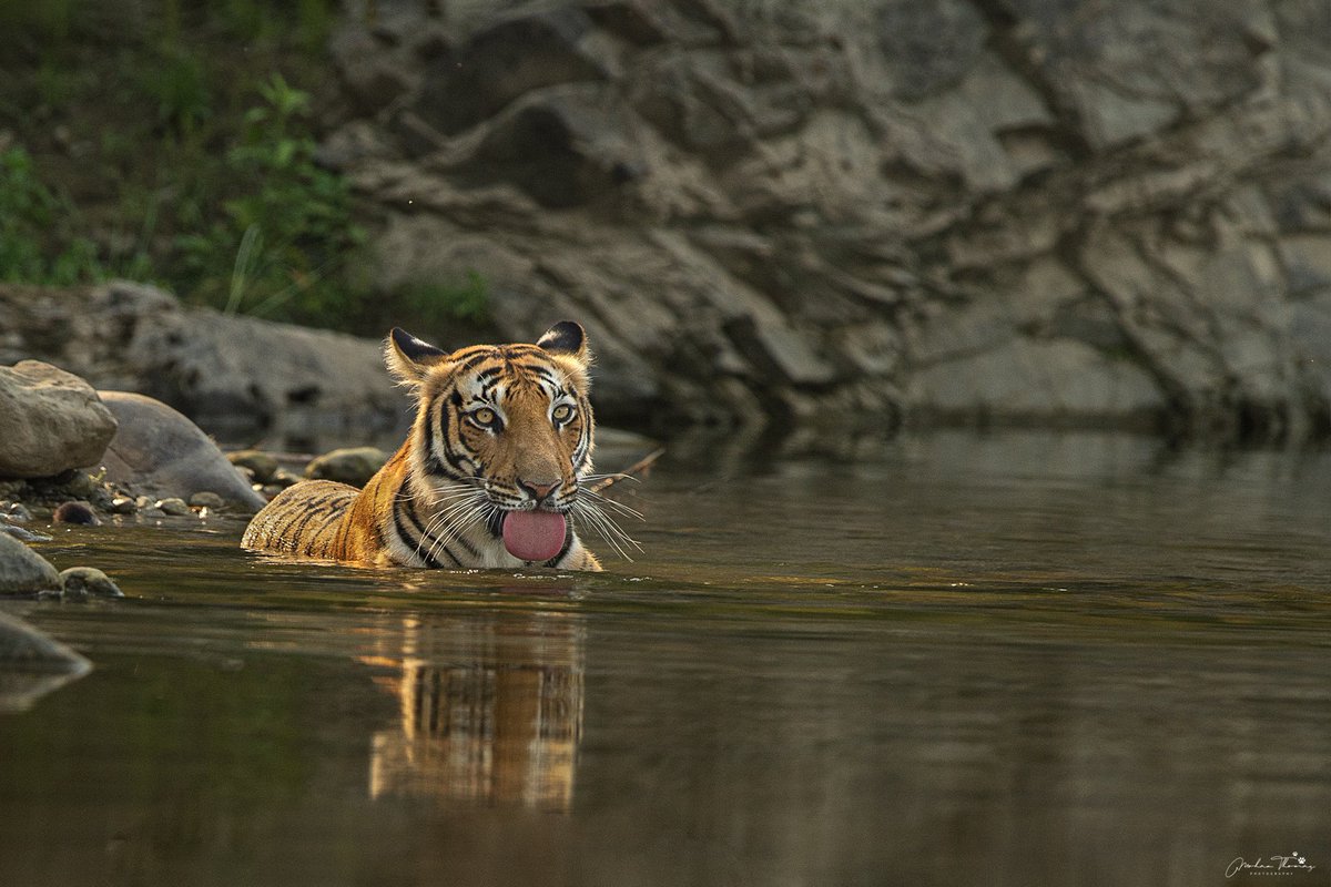 Tiger, Corbett Tiger Reserve @NikonIndia #NaturePhotograhpy #wildlifephotography