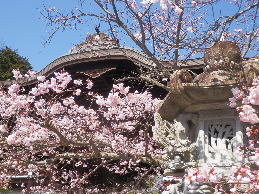 oumijing's tweet photo. 2日間暖かい日が続き、各地の桜とともに近江神宮の境内も急速に開花が進展。陽光桜は既に満開近くなりました。染井吉野や枝垂れ桜は1分から3分程度でしょうか。まだちらほら程度の木も多く、しばらくは楽しめそうです。 https://t.co/uG38aQfkHM
