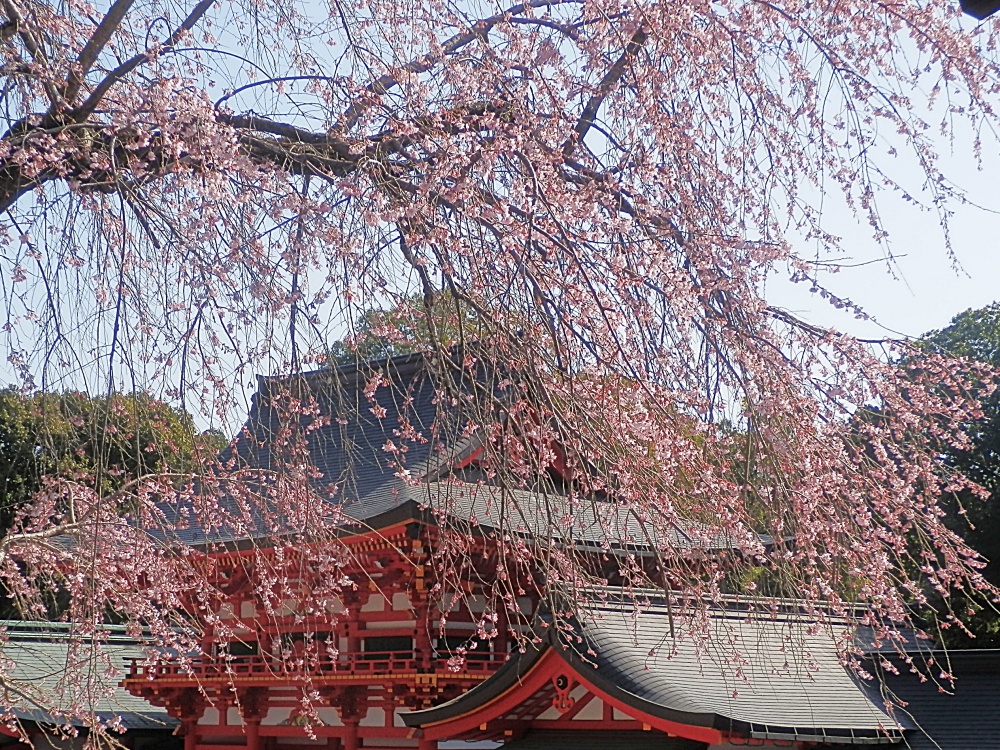 oumijing's tweet photo. 2日間暖かい日が続き、各地の桜とともに近江神宮の境内も急速に開花が進展。陽光桜は既に満開近くなりました。染井吉野や枝垂れ桜は1分から3分程度でしょうか。まだちらほら程度の木も多く、しばらくは楽しめそうです。 https://t.co/uG38aQfkHM
