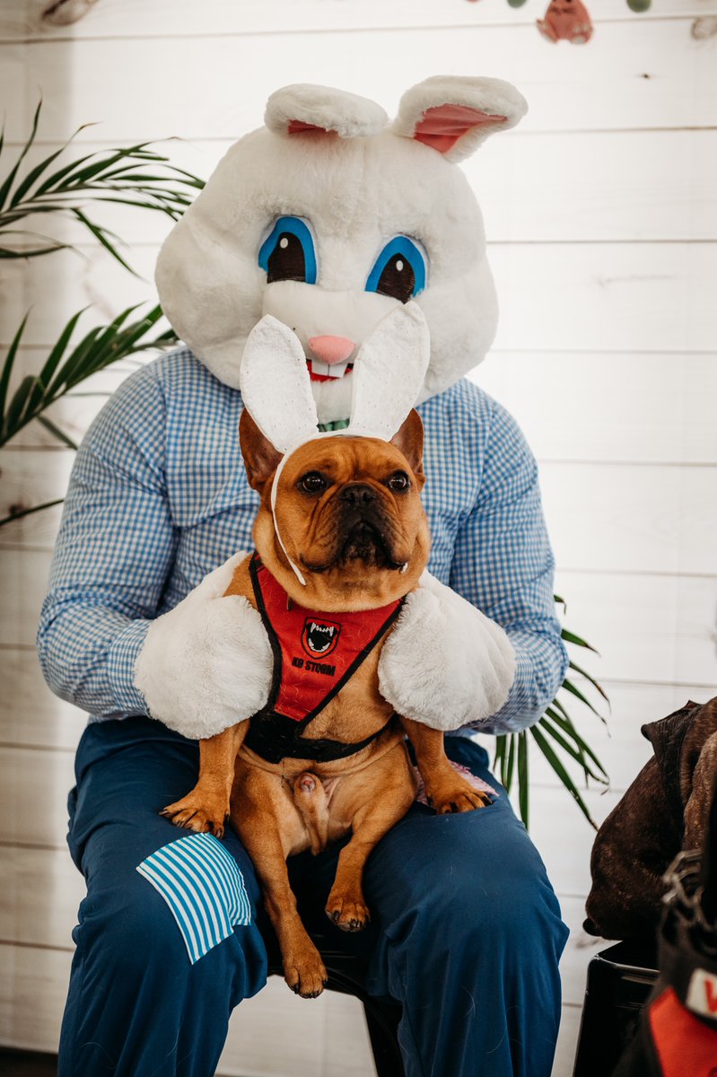 We hope everyone had a wonderful Easter! Dewey was very happy to get his visit in with the Easter Bunny 🐰 #frenchielover #EasterBunny #workingdogs