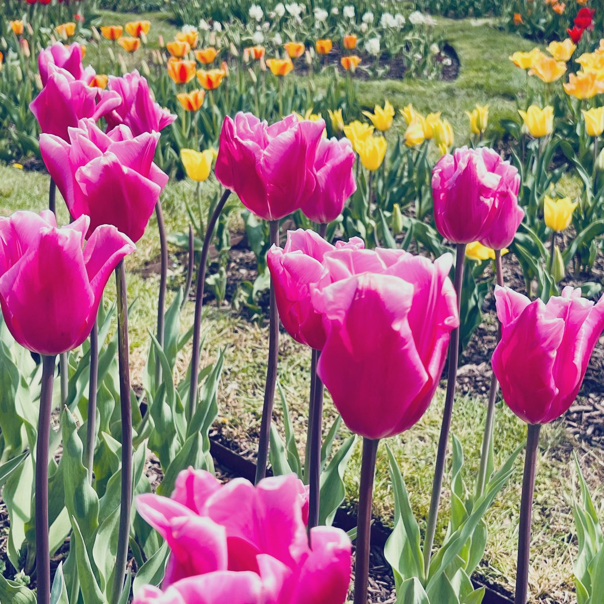 It’s was a beautiful Easter Sunday-and spring is just around the corner. Some but not all of the tulips were blooming near the Netherlands Carillon in Arlington, Virginia