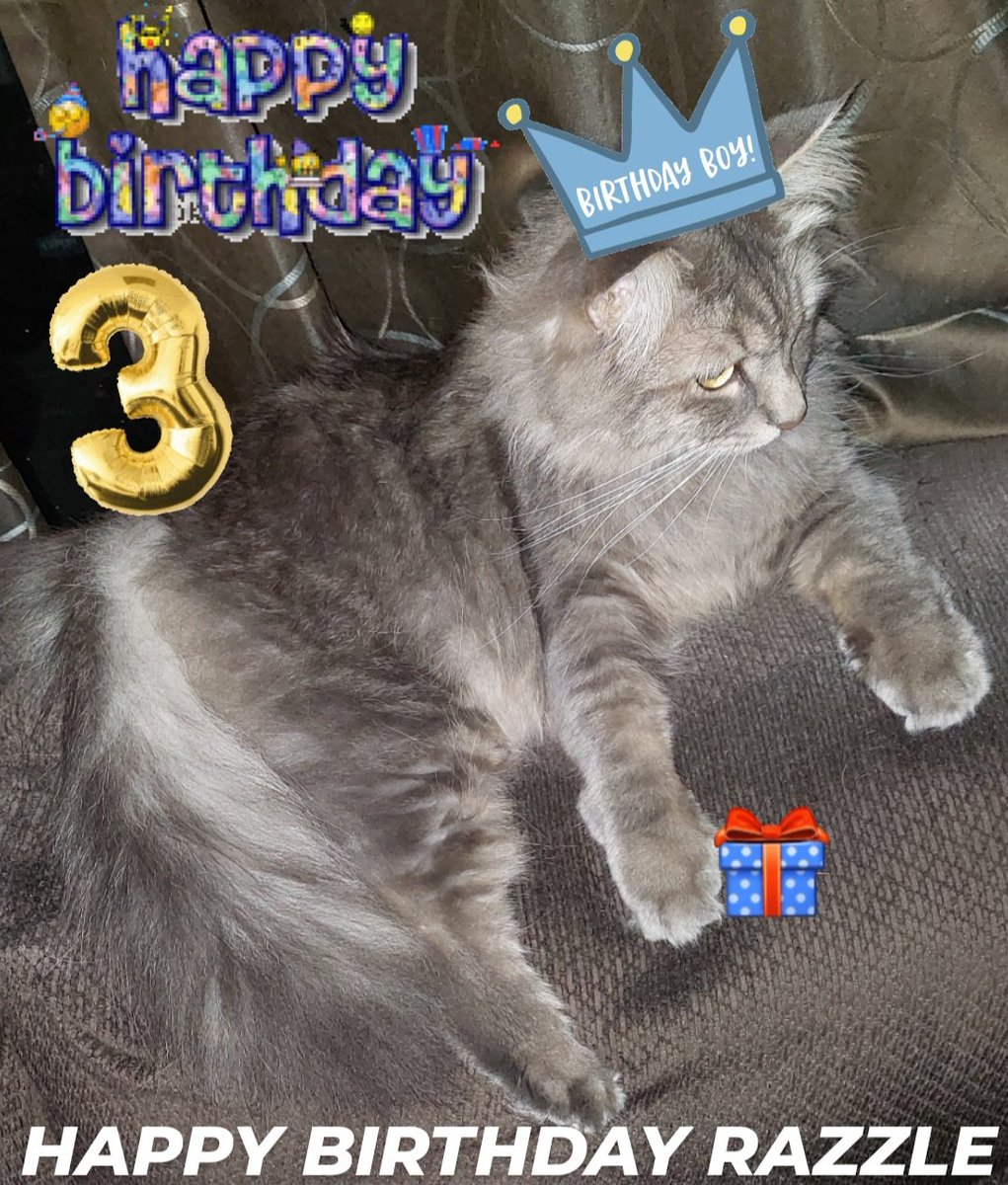 Happy birthday Razzle! He is 3 🎁❤️