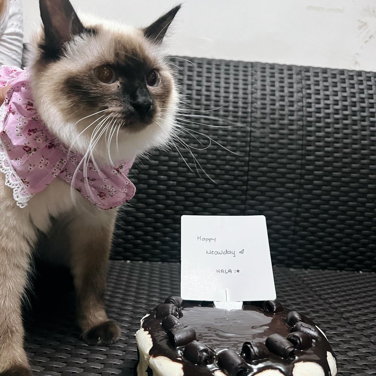Happy 1st meowday Nala ko 😻🤍