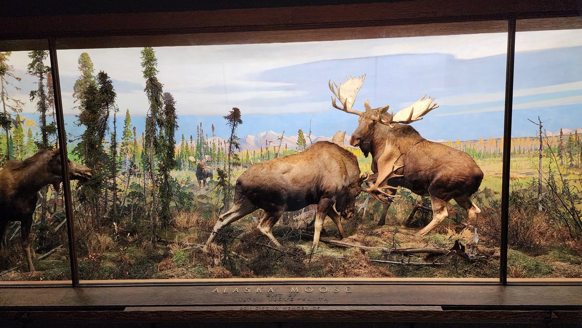 crocutamatata's tweet image. The taxidermy at AMNH is insane yall. Seriously top notch.