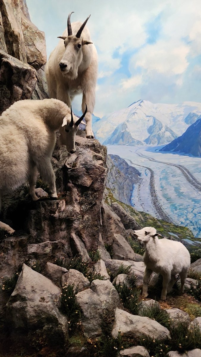 crocutamatata's tweet image. The taxidermy at AMNH is insane yall. Seriously top notch.