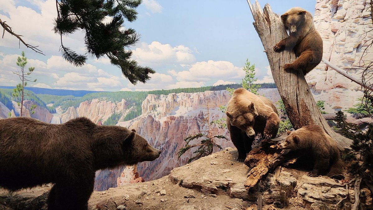 crocutamatata's tweet image. The taxidermy at AMNH is insane yall. Seriously top notch.