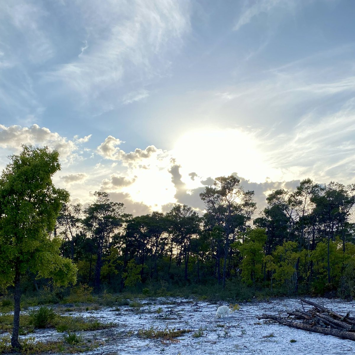 Sarah Jones tweet media