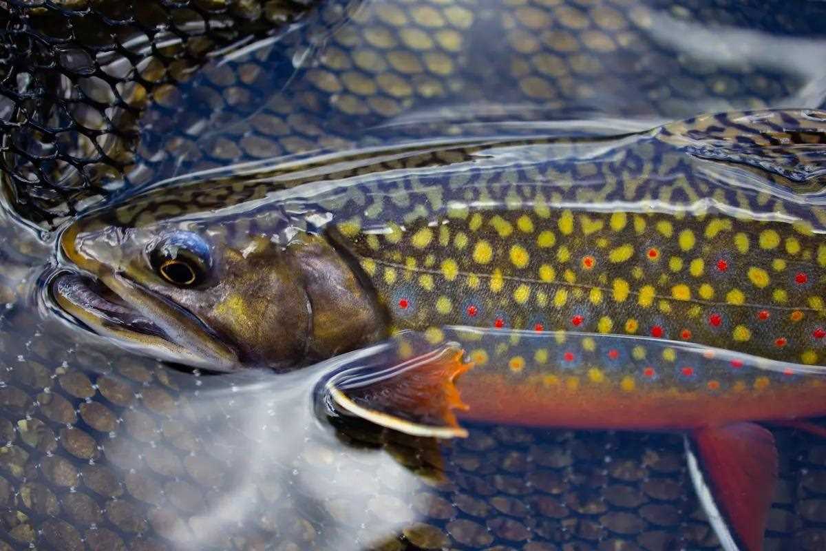 The key is not what you throw at brook trout, but rather how close you can get. gameandfishmag.com/editorial/tips… #gameandfishmag #brooktrout #nativetrout #creeks #streams