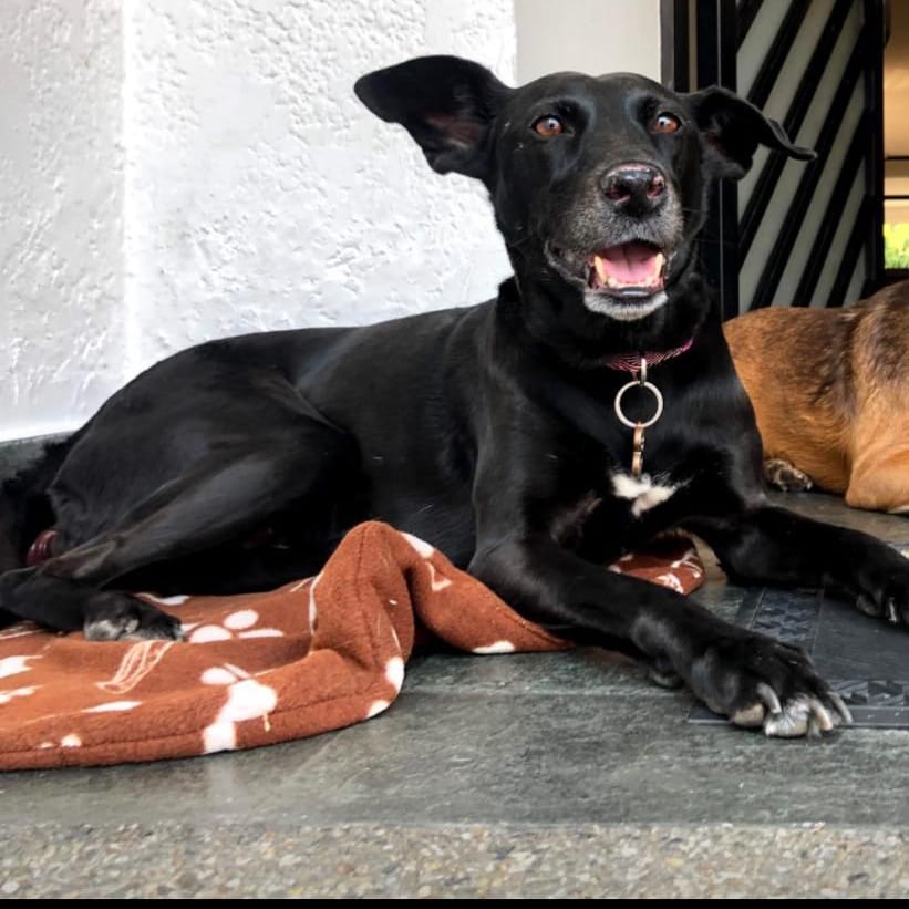 PerroUsuario's tweet photo. Nuestra querida Pabla está perdida por terrazas de Club Hípico. Si pueden ayudar a difundir, tiene un collar fucsia y es de tamaño mediano, flaca y negrita. Si saben algo por favor contactar por el 04242384334. Caso de terceros en Caracas https://t.co/tTSlHpavmn