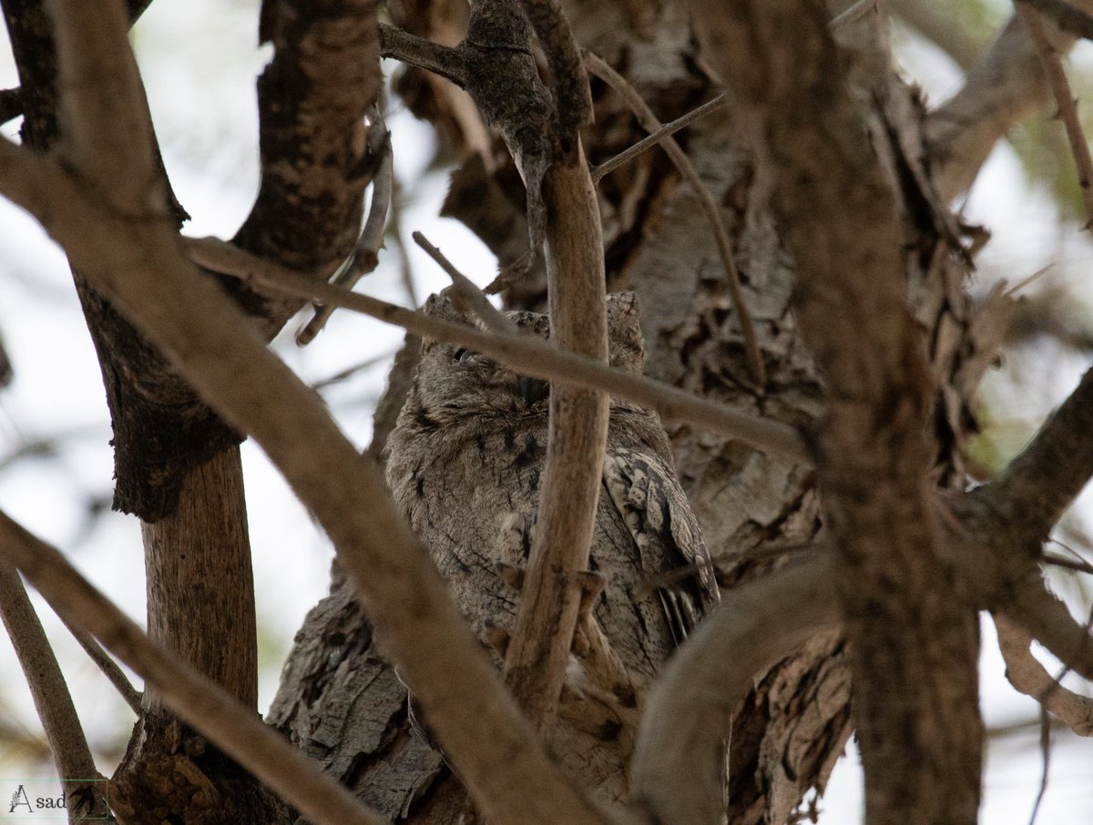 Where is the owl 🦉 can you see it in first glance! A heavily camouflaged pallid scops owl. Pic from archives! #IndiAves #birdwatching