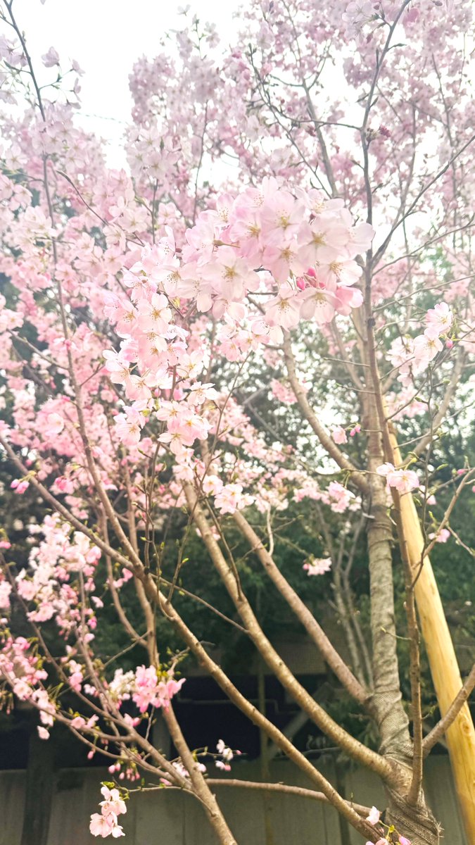 今日から新年度！
とにかく晴れてよかったー！！☀️
午後からは入社式＆永年勤続表彰式です🐶🐼

#企業公式相互フォロー #しばおしゃ
 #会社説明会 #25卒 #新卒採用 #就活 #入社式