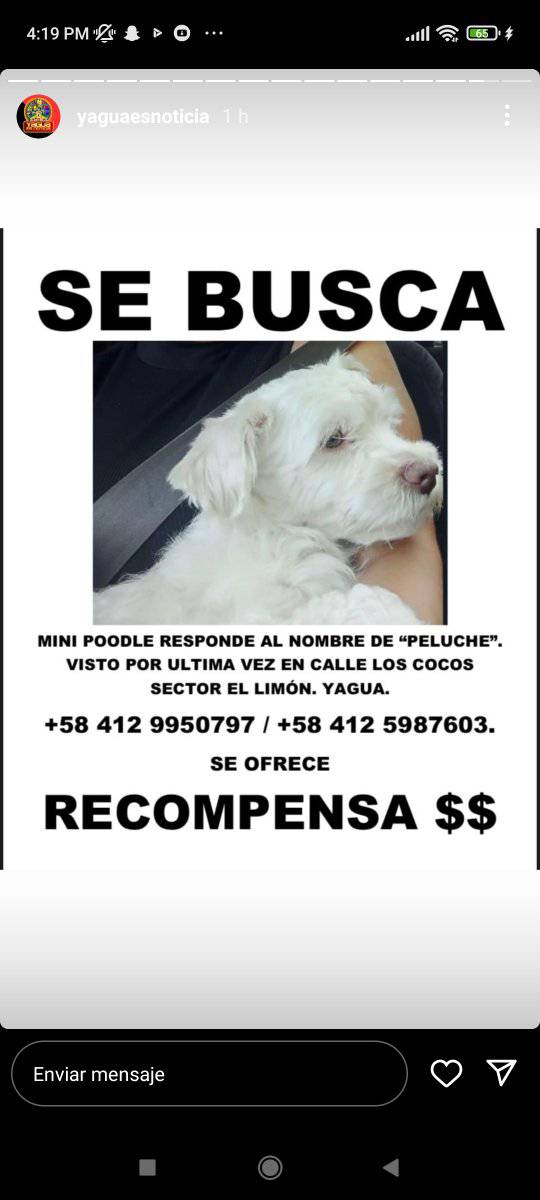 PerroUsuario's tweet image. Su familia lo busca. Perdido desde el pasado 23/03/24 en Yagua estado Carabobo, es un poodle responde al nombre de Peluche, tiene 2 años, es super cariñoso.