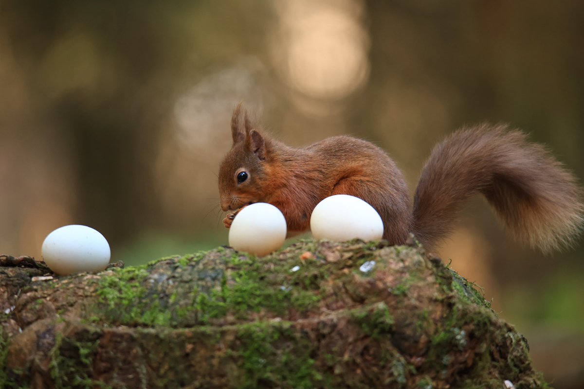 🚨🚨GRAB EM WHILST YA CAN!🚨🚨 Red Squirrel eggs are NOW AVAILABLE to buy from the Penrith & District Red Squirrel Group! 👍🐿️👉 penrithredsquirrels.org.uk #lakedistrict