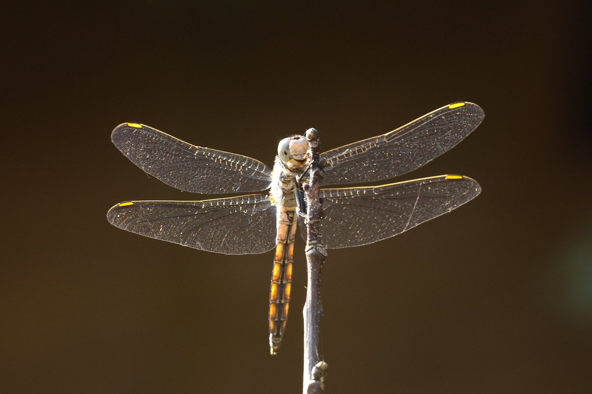 🦗Bizim Yusufcuk (Sympetrum flaveolum) gibi gülümseyerek geçireceğiniz bir hafta dileriz.☺️ 'Doğadan yansımalar' 📸:Muhammet İnam