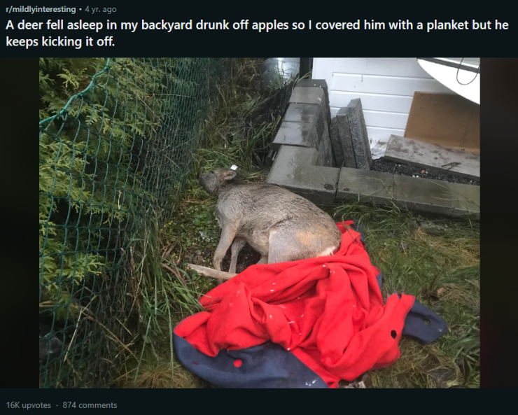 PossumPrincess9's tweet photo. The animal nerd in me just laughs when I see Radioapple being symbolized as 🦌🍎 because deers/elk/moose get absolutely fucked up drunk on apples.

and angel blood looks like apple juice. So uh, have fun artists who didn't know this 🤭 
#radioapple https://t.co/t4IgFdFjBj