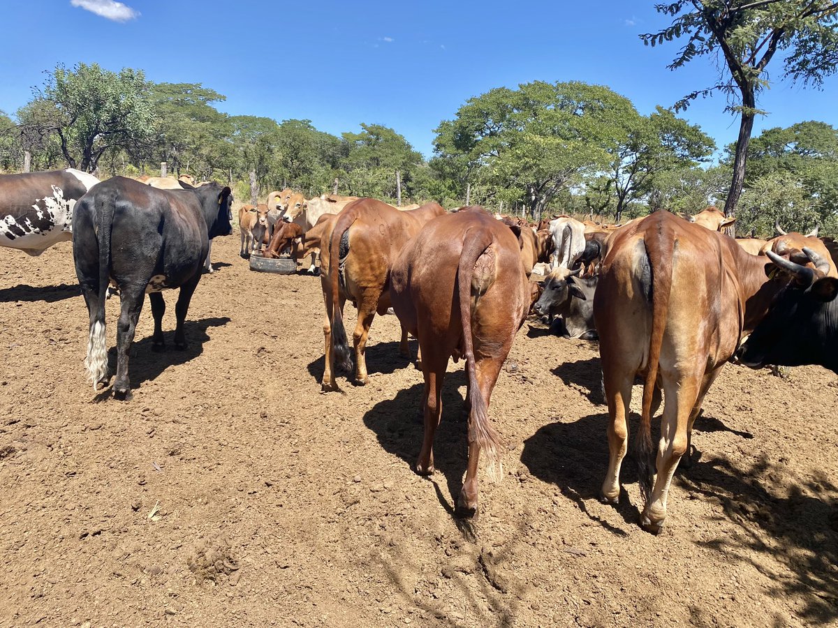 Klipranch tweet media