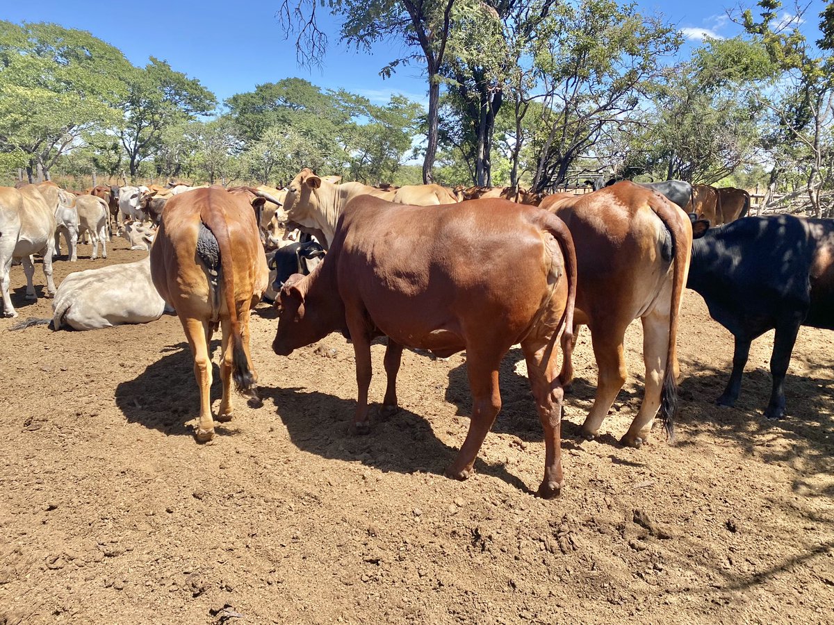 Klipranch tweet media