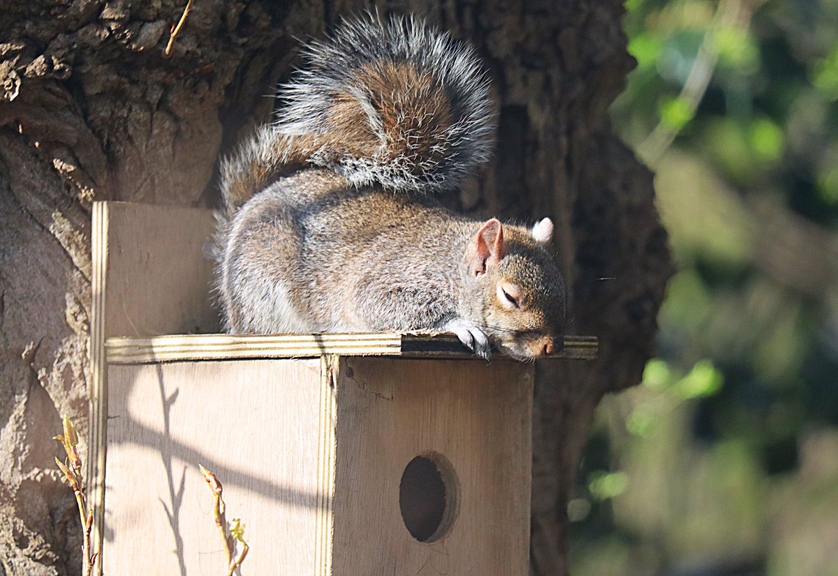 Morning everyone It’s a delightful bank holiday Monday Even the wildlife are feeling lazy in #KensingtonGardens Whatever you do today remember being you is an awesome experience so please enjoy yourself