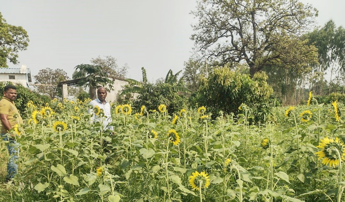 Chief District Agriculture Officer, Koraput visited Alternative Seed System & Crop Diversification Program in Mega Lift Irrigation Project areas in Boipariguda & Kundra blocks, Implemented by @bptabc_mssrf with @krushibibhag, he praised @bptabc_mssrf for the outstanding efforts!