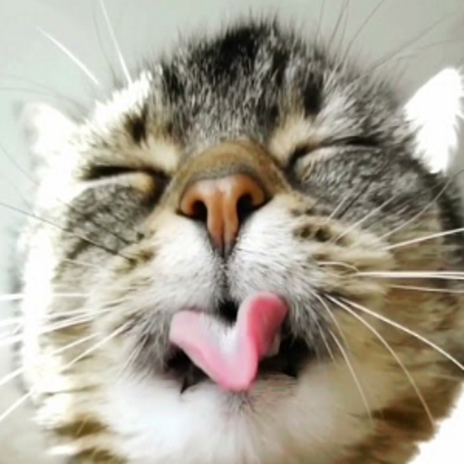 silly cat tweet media