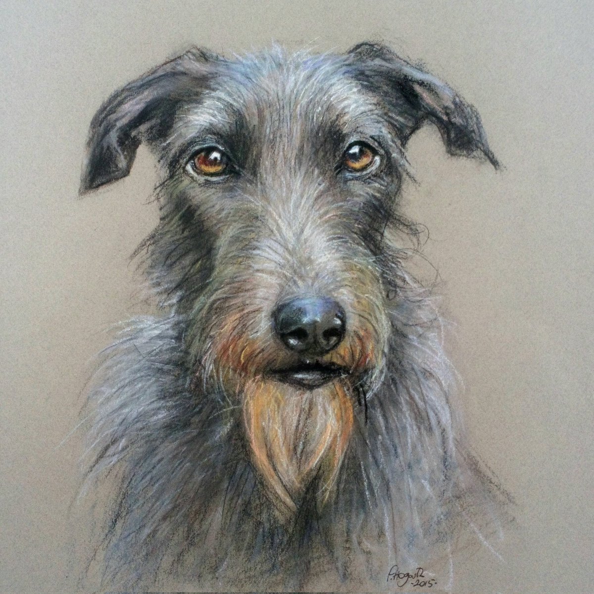 A hairy face to greet you today.  I painted this delightful hound as an exhibition piece in 2015. -soft pastels on Canson Mi Teintes paper 😊.