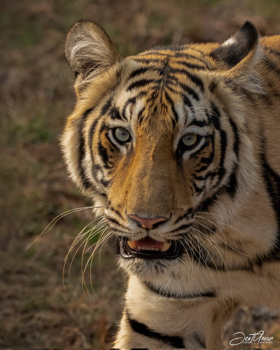 The Stare #Tigers #photooftheday #photography #NaturePhotography #wildearth #wildlife #wildlifephotography @NatGeoPhotos @WildlifeMag @ThePhotoChallng @ThePhotoHour @30DaysWild @Team4Nature @NikonIndia @AnimalPlanet @wildlifesociety @WildlifeDay