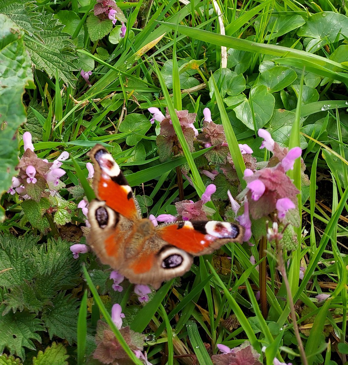Blij met de bij maar ook met de eerste vlinders die vliegen #voorjaar