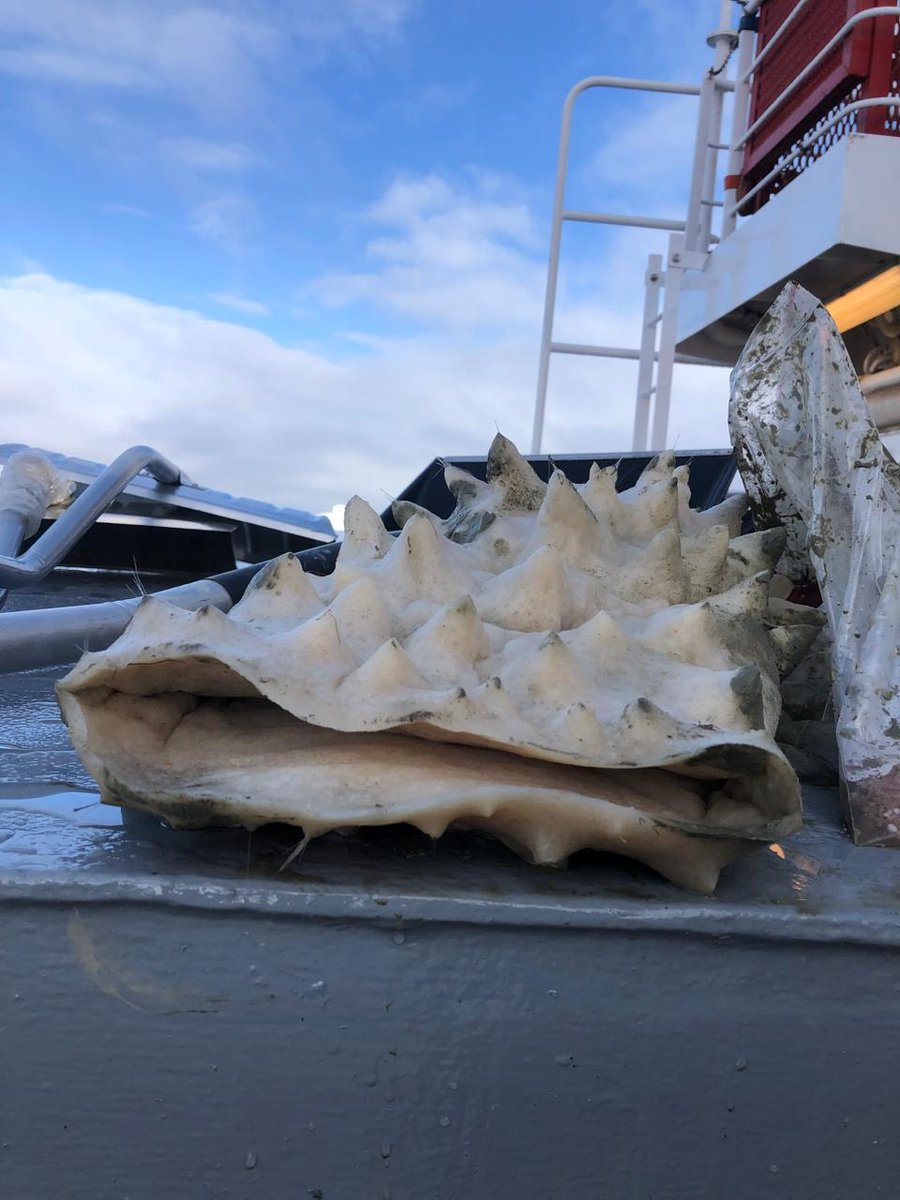 Polish and Ukrainian scientists took samples of bottom animals in the Southern Ocean. The main goal of the study is to investigate bioaccumulation of metals in their shells and skeletons, which is being increased with the ocean acidification. Photo: A. Iglikowska, D.Matyushenko