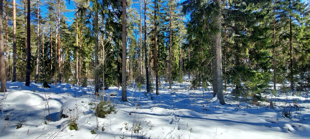 rvarjonen's tweet photo. Kurkistus viime vuoteen. Huhtikuun ensimmäisen päivän lumista maastoa. #Vehmaa https://t.co/nziJvWb8CI