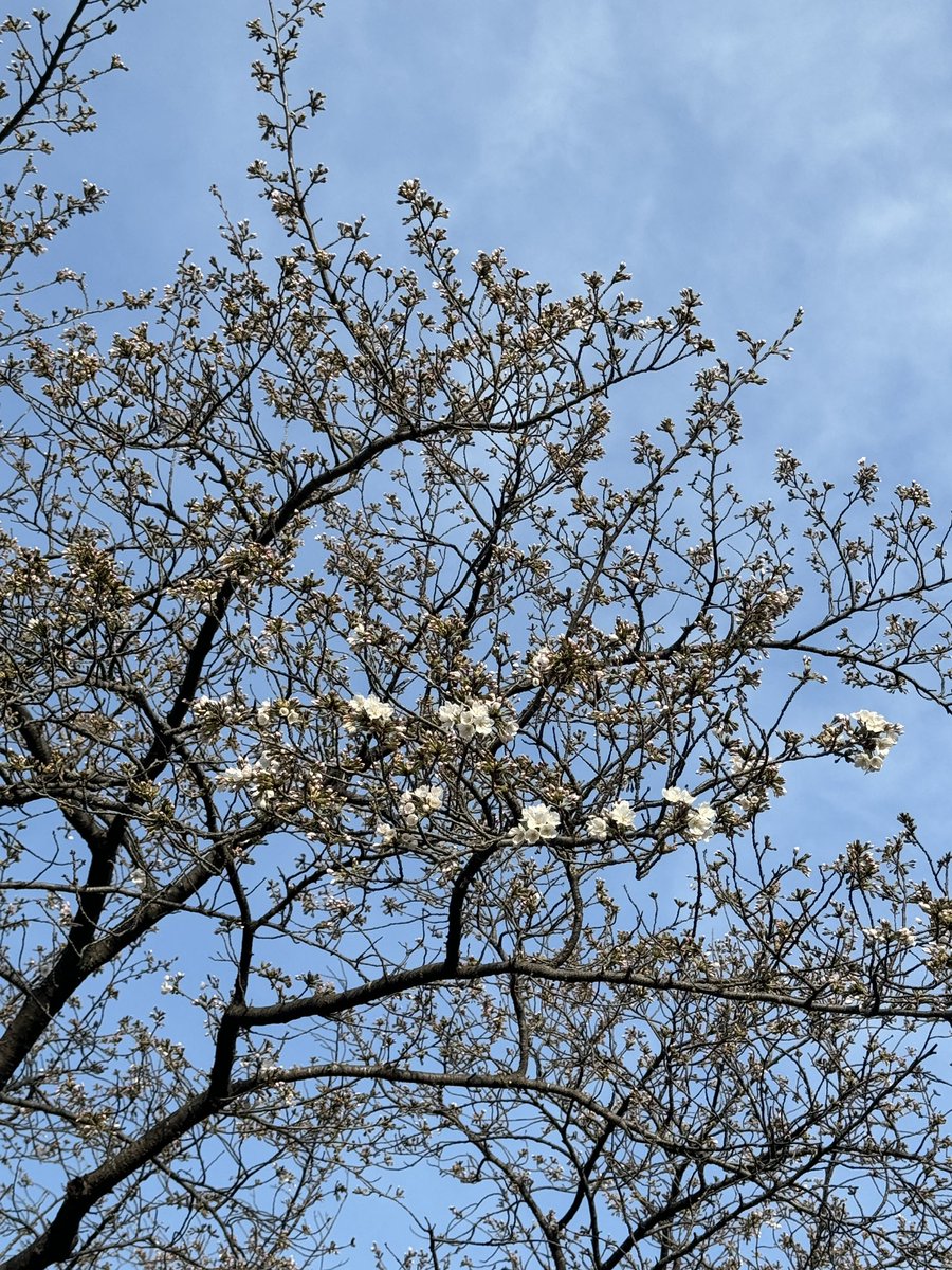 「地元も桜咲き始めた 」|❄️夏団長🌸のイラスト