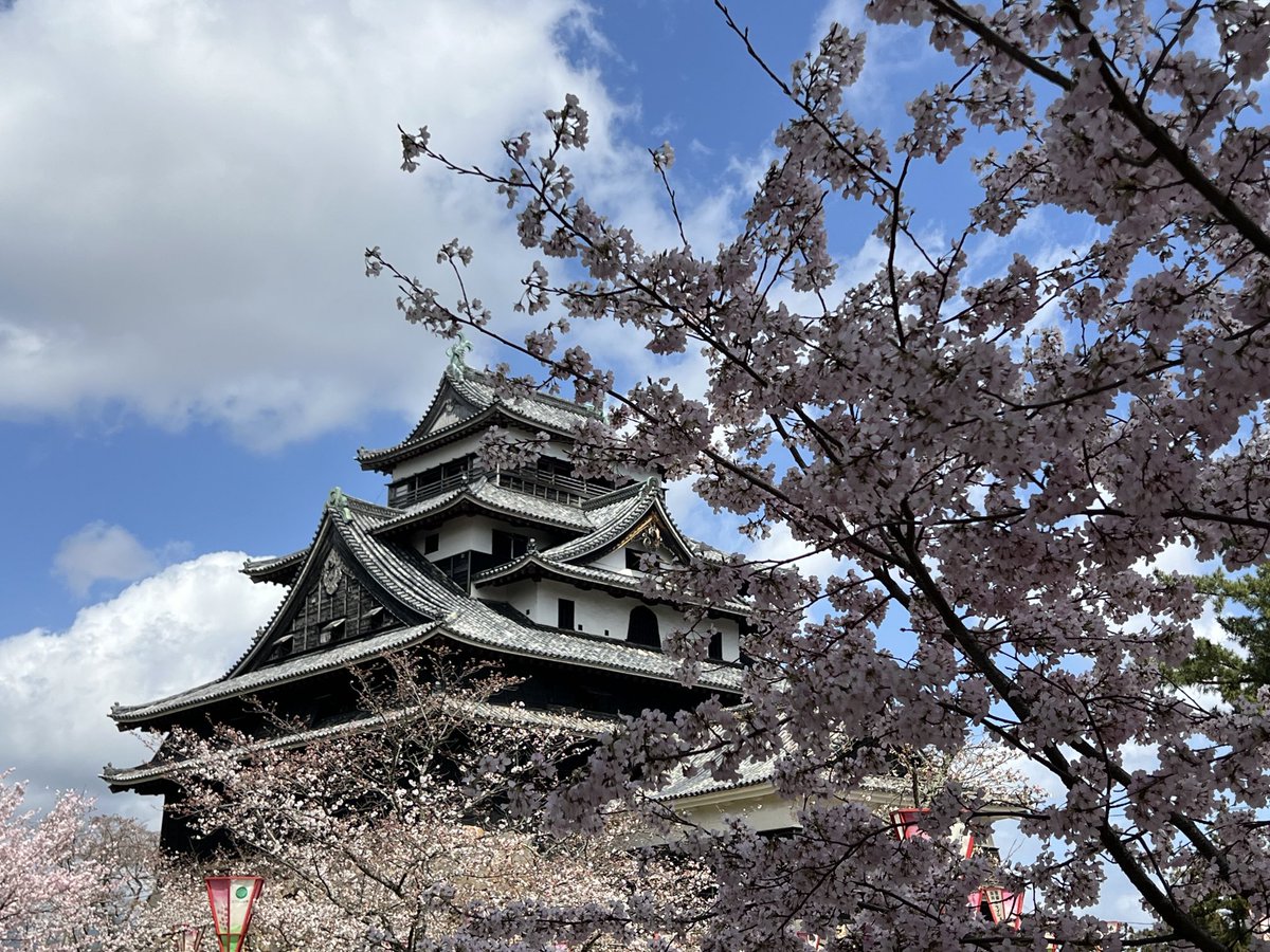 davegamblejr's tweet photo. Missing the cherry blossoms in Washington DC, but enjoying a pleasant afternoon with beautiful cherry blossoms at Mitsue Castle in Mitsue, Shimane Prefecture, Japan.  ⁦@spann⁩ https://t.co/Y6lfStuO46