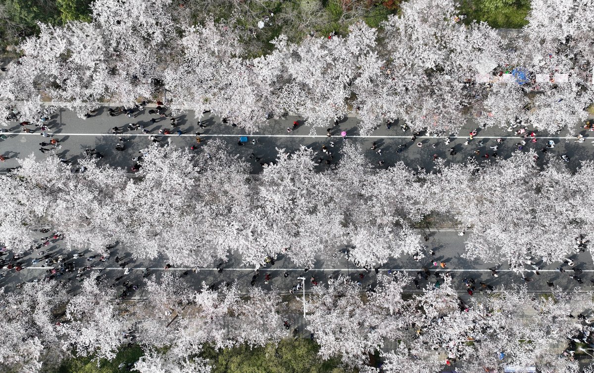 Aerial view of splendid blossoms in China! #spring #flowers #china #flyoverchina