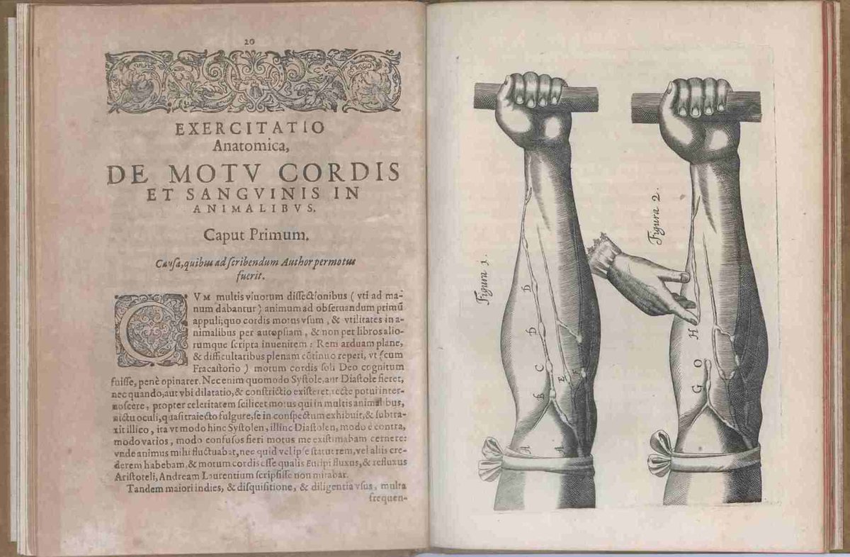 William Harvey was born #OTD in 1578. His revolutionary theory on the full circulation of blood through the human body was the basis of much experimental medicine which followed – showing the importance of data, calculation and practical experiments in medical study