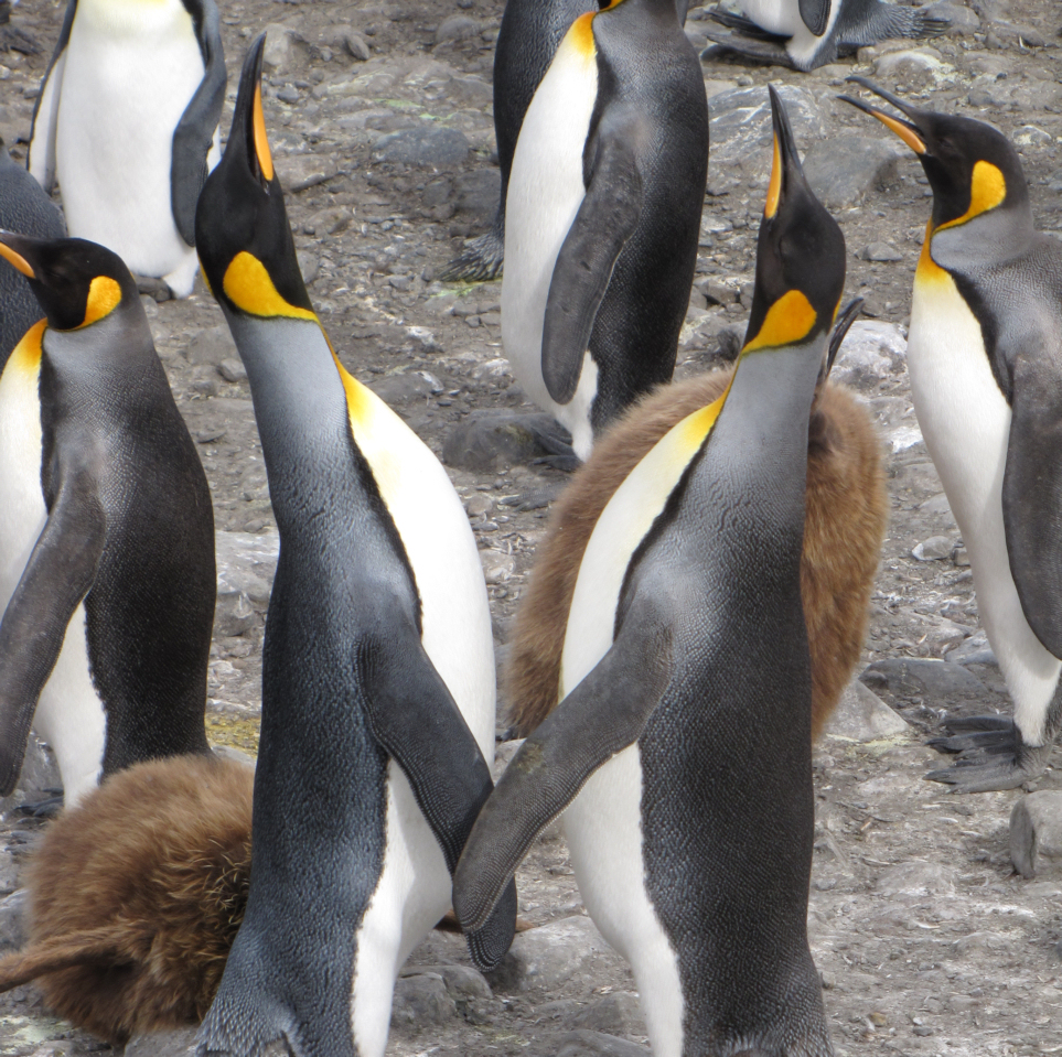King Penguins hold flippers when they are courting. A #Penguin partner will approach a potential mate & take its flipper in theirs. If it is a match, both #penguins then bray in unison as part of the courtship. SouthGeorgiaIsland #SouthGeorgia #SGHT #AprilFools #AprilFool
