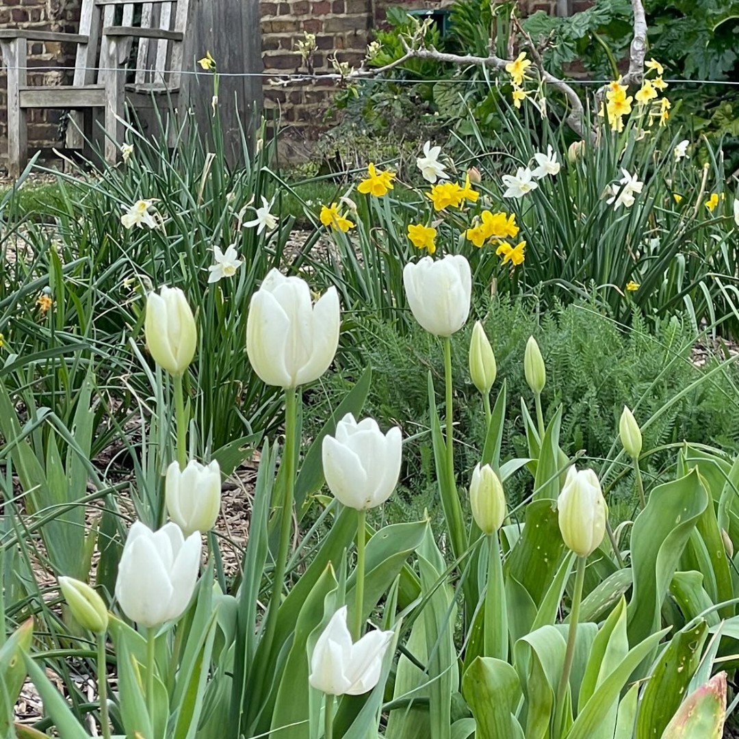 A sea of tulips in our Kitchen Garden 🌷 Come and see for yourself, we're open today from 10.30am-3.30pm. Free entry!