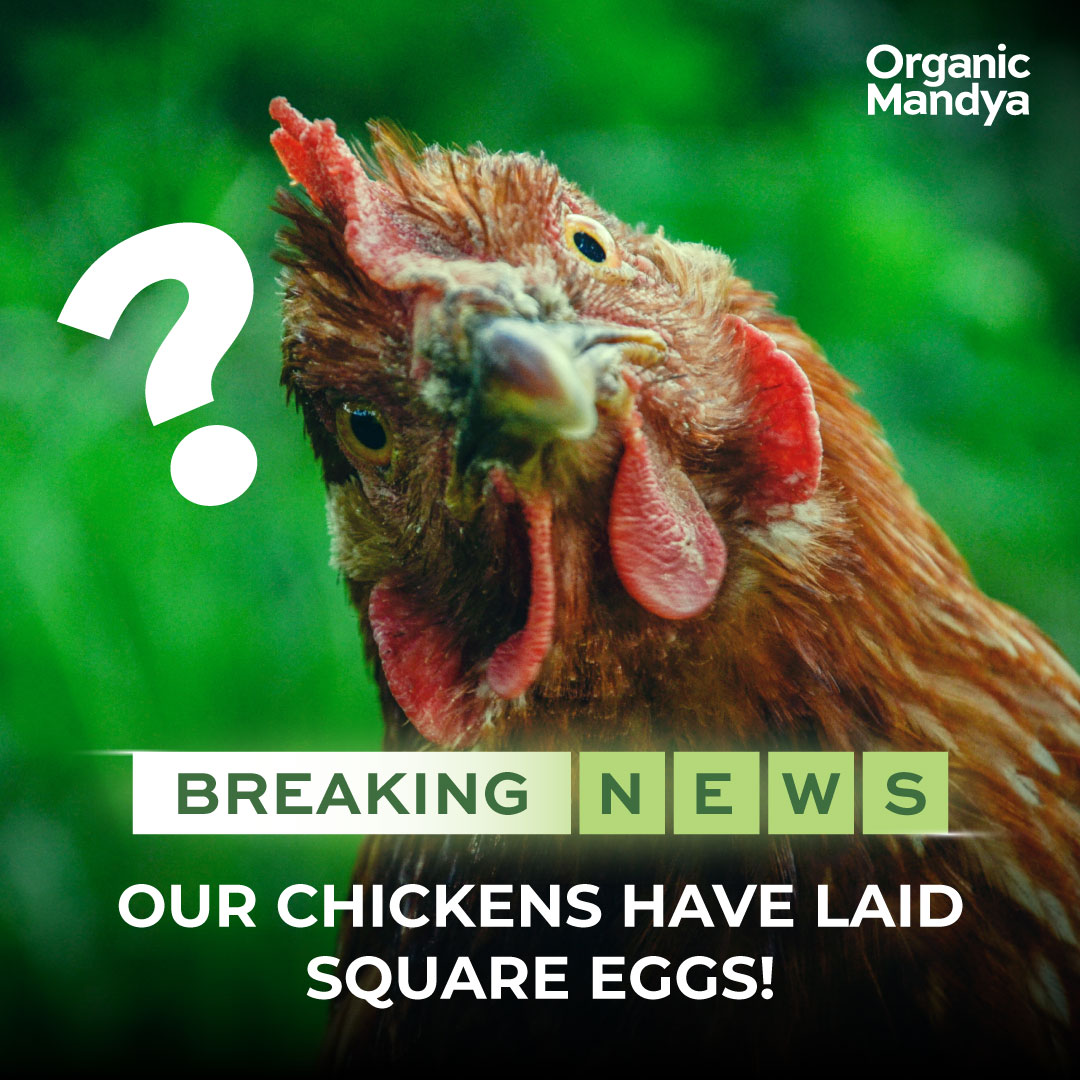 Our hens got playful this April Fools'! No square eggs here, but our organic farming commitment is solid! 🐓🌱 #AprilFoolsDay #Organic #GoGreen #Sustainability #Eggs #Chicken