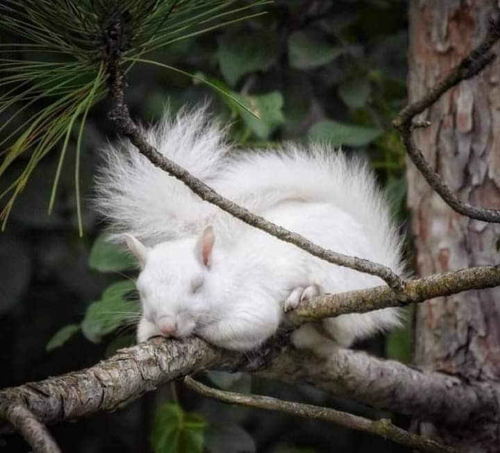 So beautiful squirrel ❤️🐿️ Perfect shoot 📷🐿️ #bestphotochallenge #BestPhotographyChallengeio #picturechallenge #photo #challenge #photographychallenge #mickeygaurav #picture #picoftheday #photographer #photoshoot #photochallenge #PhotoEditingChallenge #challengechallengemake