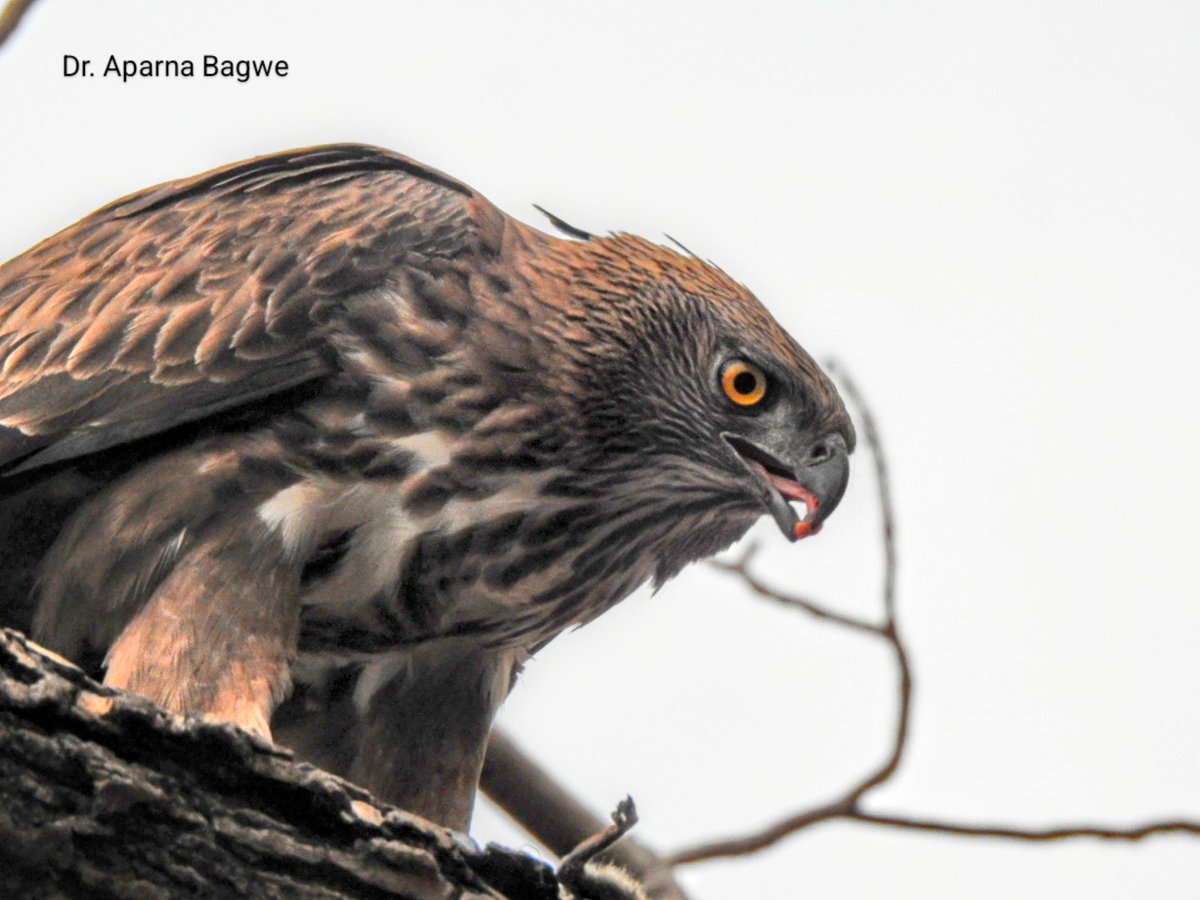 Crested (Changeable) hawk eagle at a kill.
 Pench National Park - Turia zone 30-3-2024