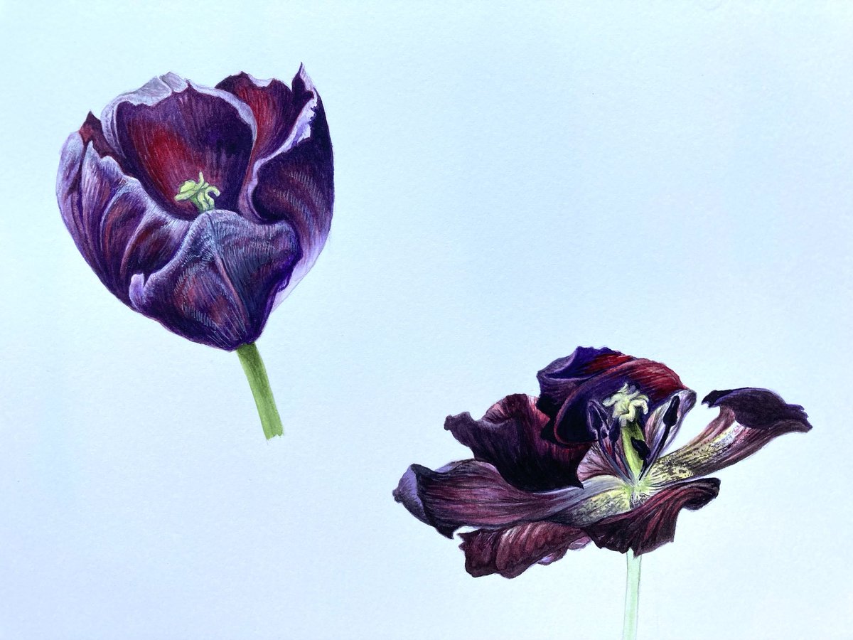 Tulips Watercolour in sketchbook #flowers #plants #painting #Easter #tulips #artist #artistonX #artistsoninstagram