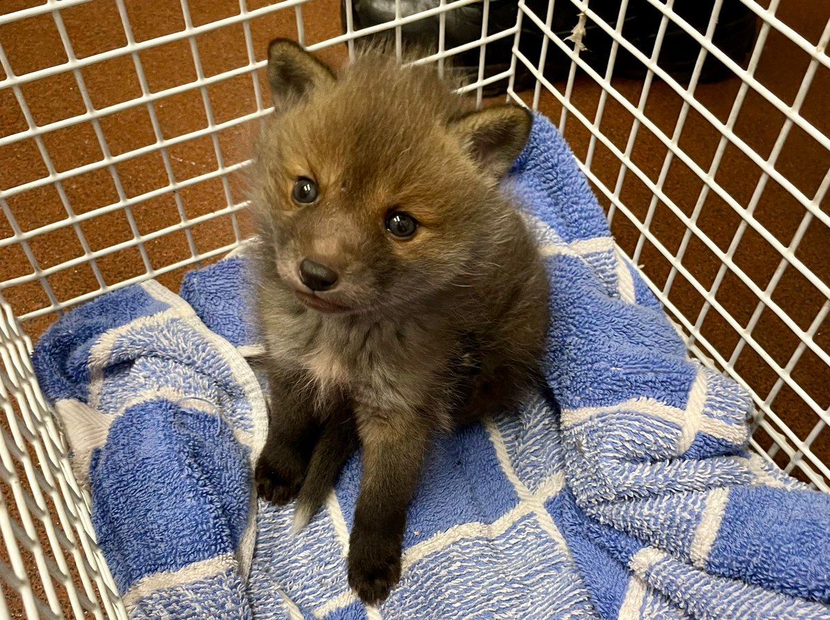Cub at the pub! This foxy lady was found wandering around a pub car park for 8 hours (no sign of mum) Our first fox cub of the season, she’s certainly a vocal soul! PLEASE seek advice from your local wildlife rehabilitator before stepping in to help as often mum is close by.